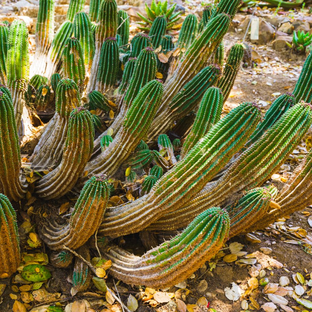 Euphorbia horrida - African milk barrel