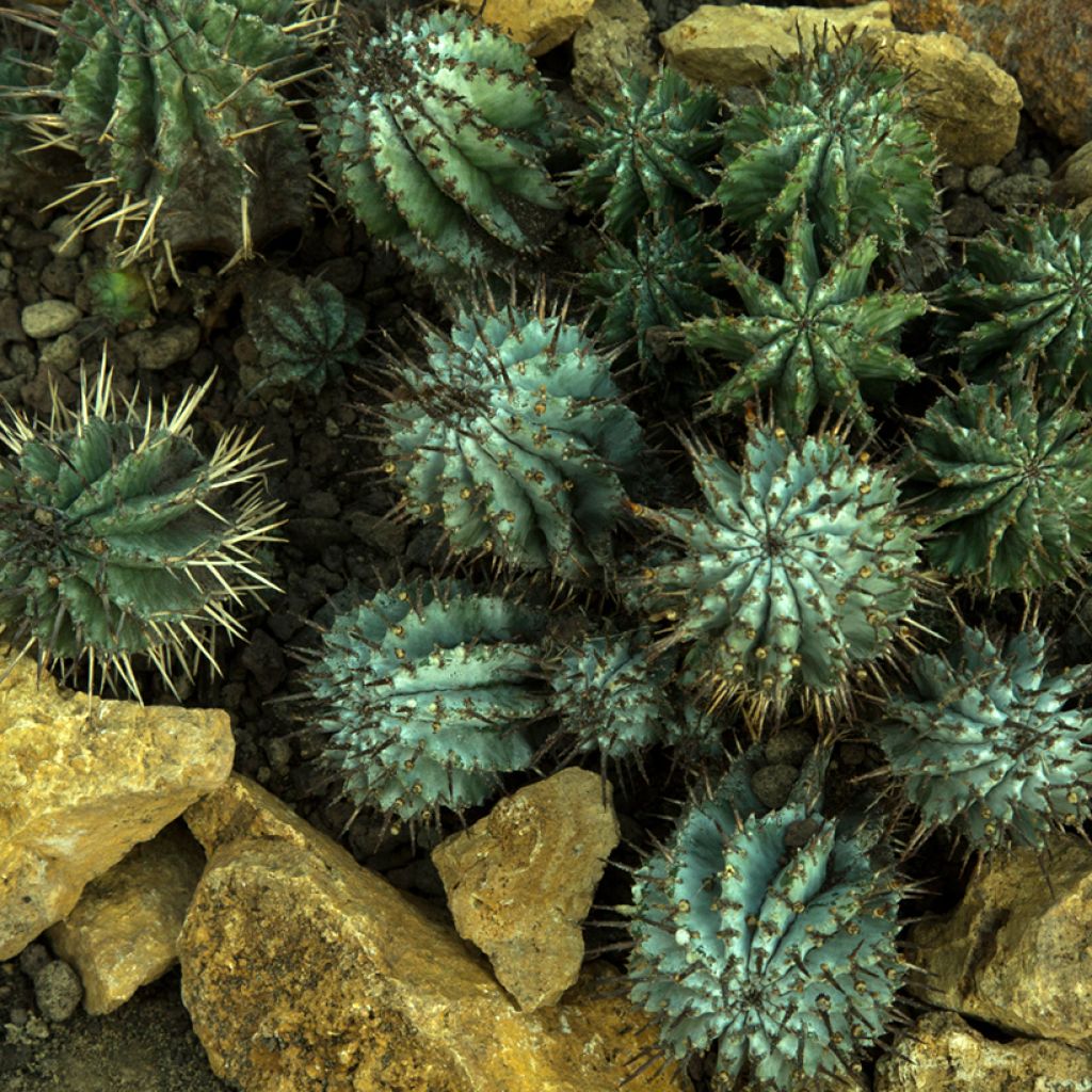 Euphorbia horrida - African milk barrel
