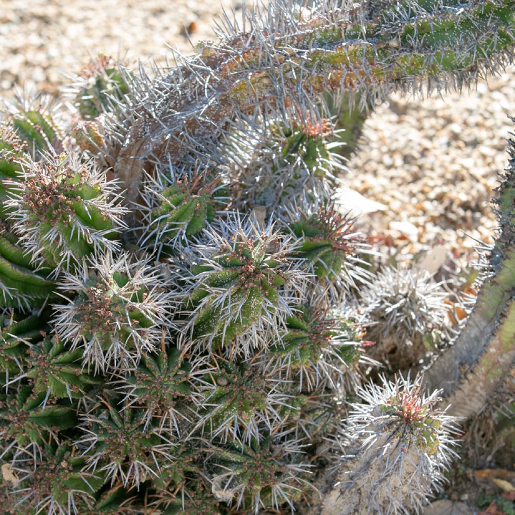 Euphorbia horrida - African milk barrel