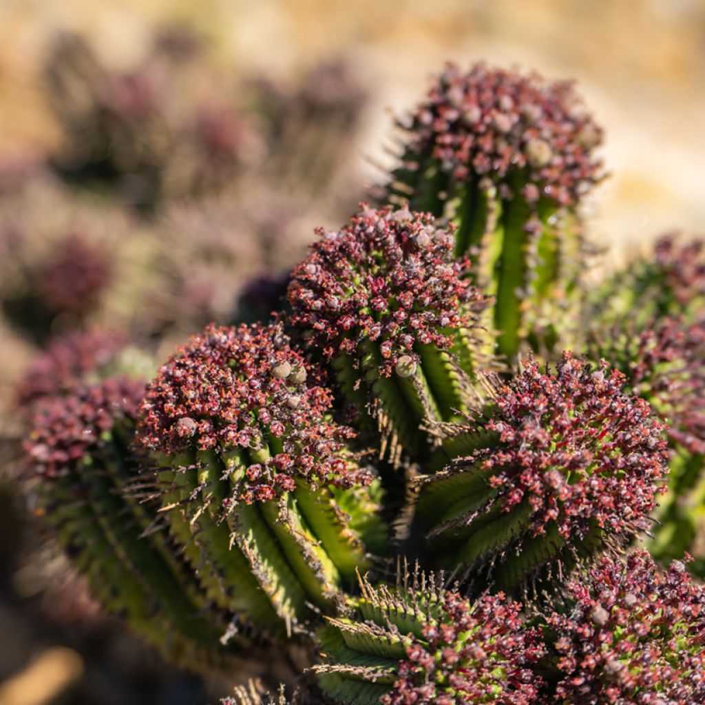 Euphorbia horrida - African milk barrel