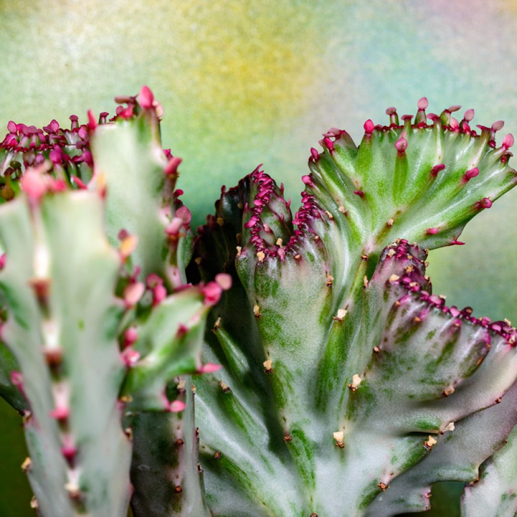 Euphorbia lactea Cristata - Mottled spurge