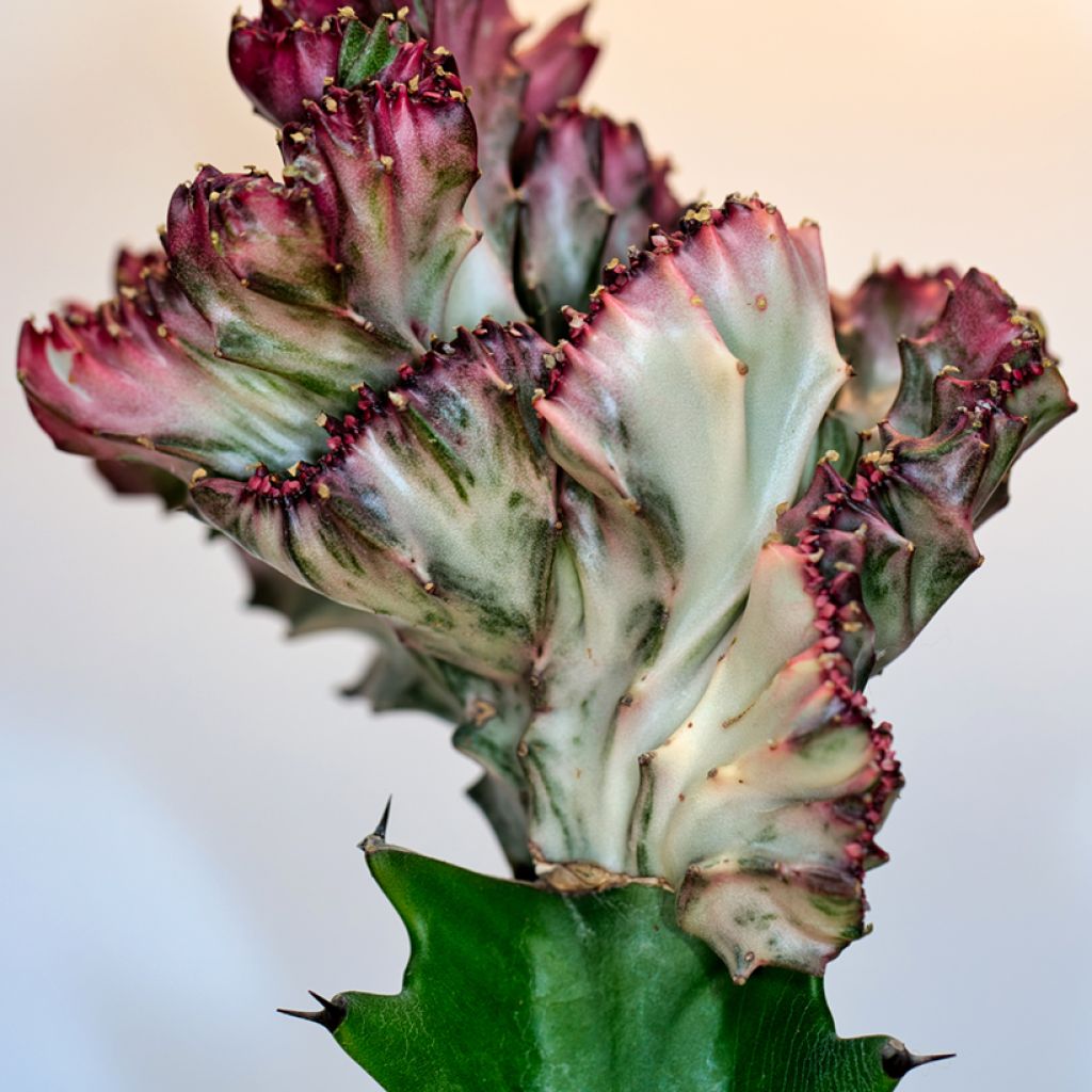 Euphorbia lactea Cristata - Mottled spurge