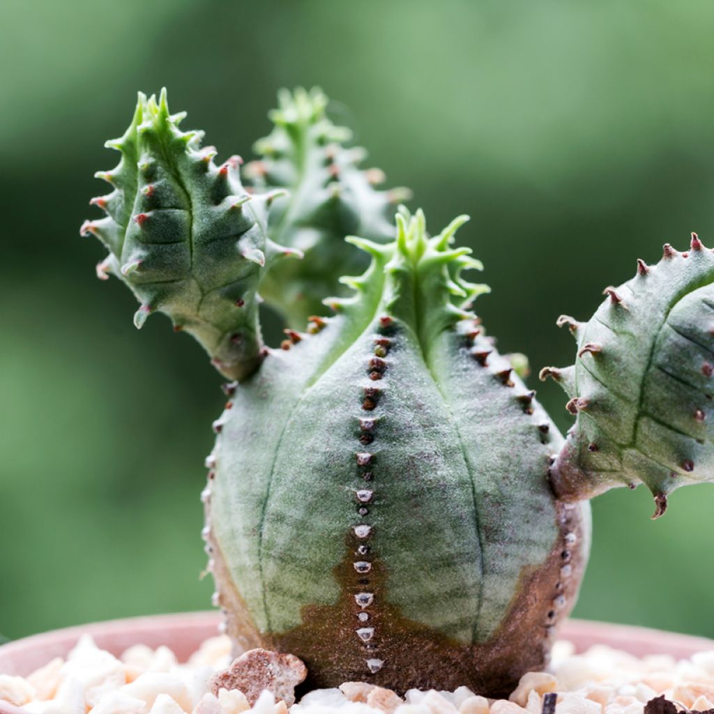 Euphorbia meloformis - melon spurge