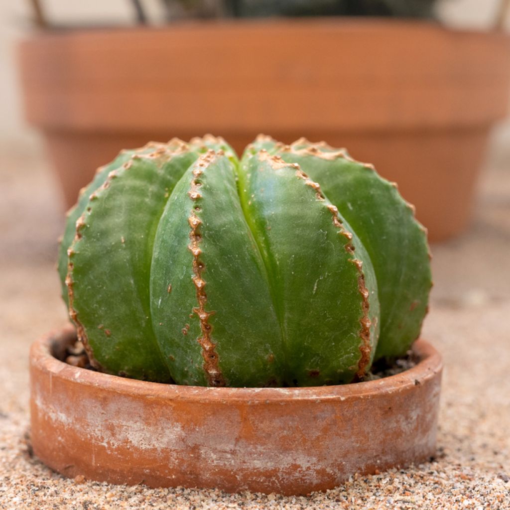 Euphorbia meloformis - melon spurge