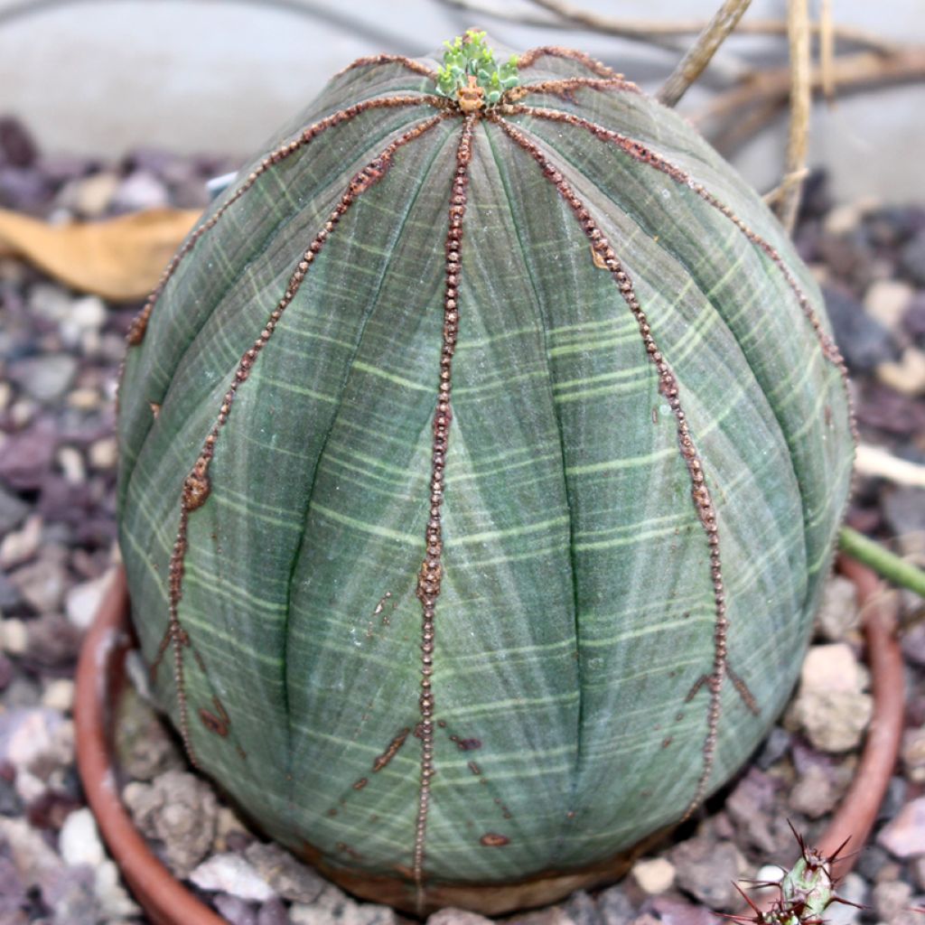 Euphorbia meloformis - melon spurge