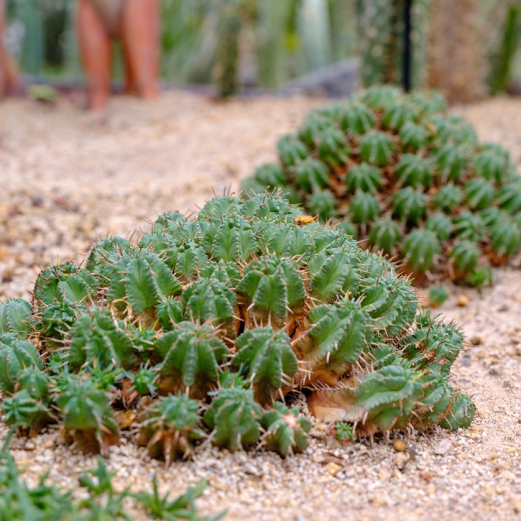 Euphorbia meloformis - melon spurge