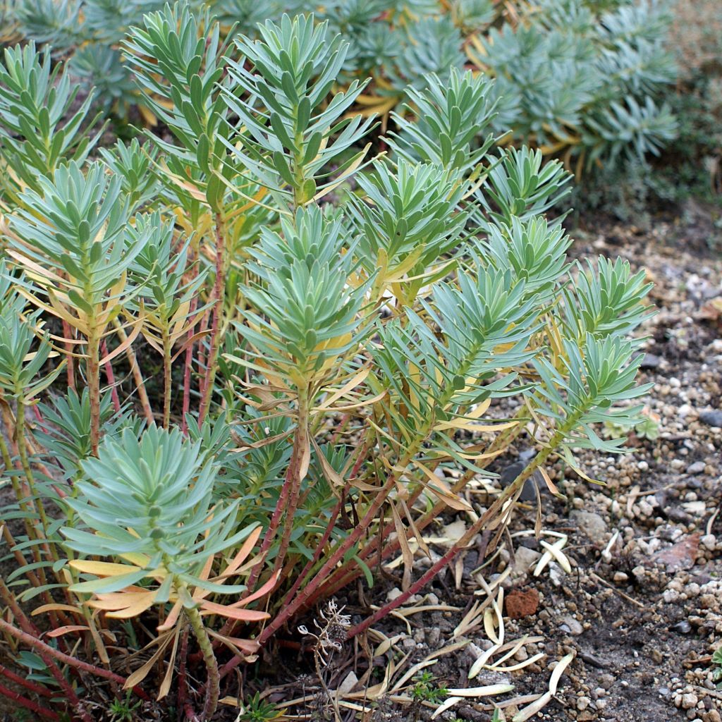 Euphorbia nicaeensis - Spurge