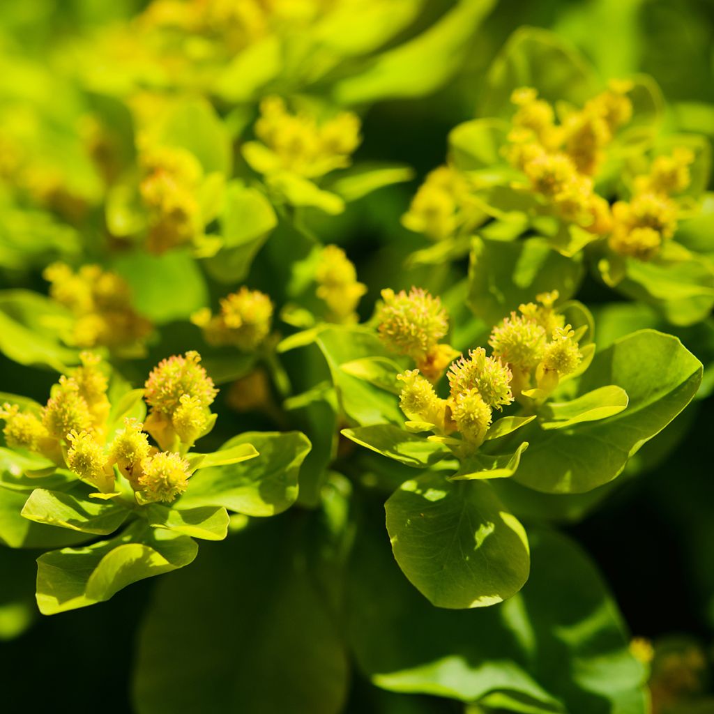 Euphorbia palustris - Spurge