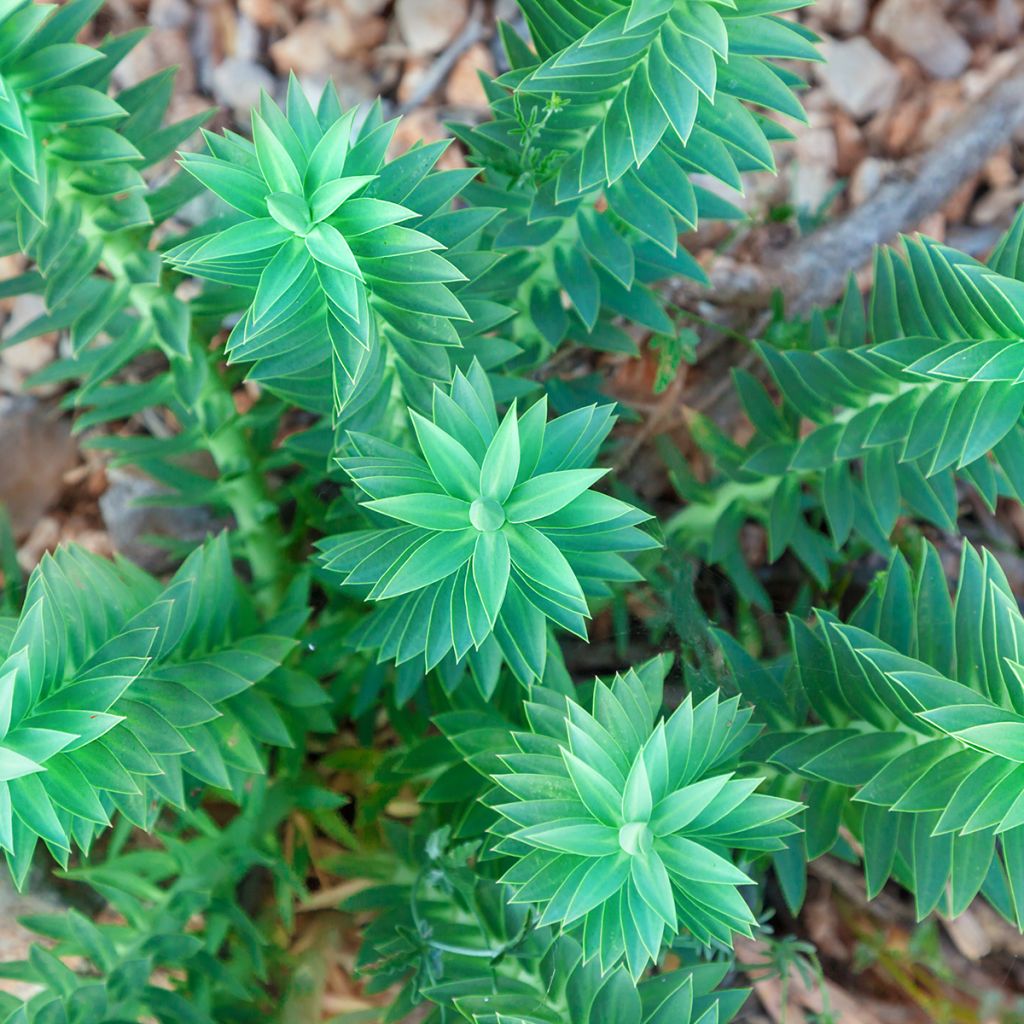 Euphorbia pithyusa - Spurge