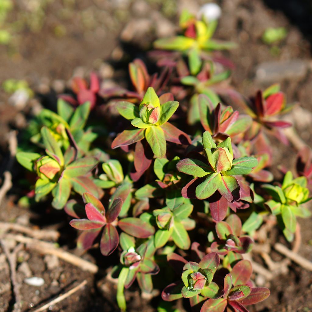 Euphorbia polychroma Purpurea - Spurge