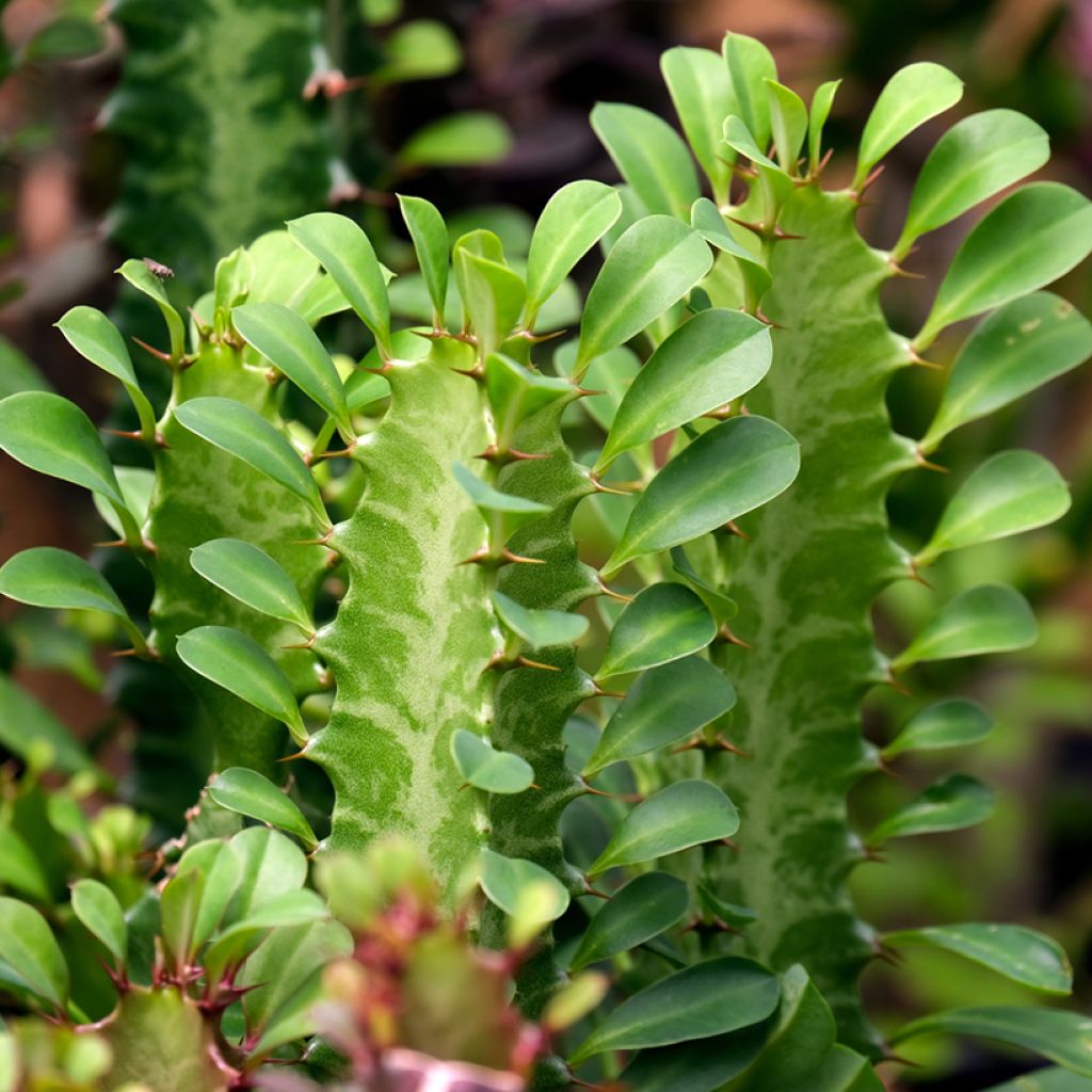 Euphorbia trigona - African milk tree