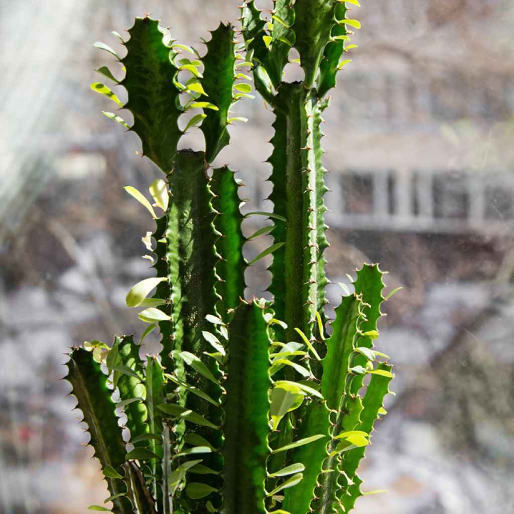 Euphorbia trigona - African milk tree