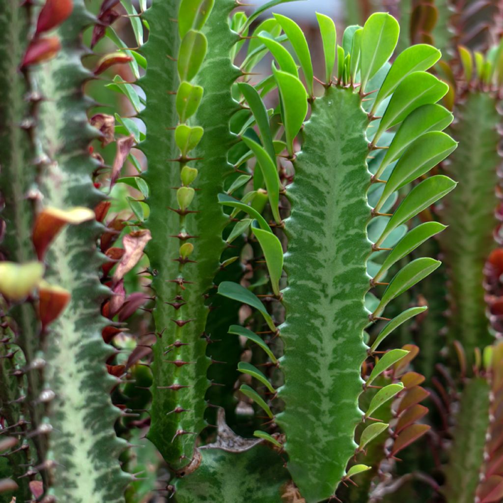 Euphorbia trigona - African milk tree