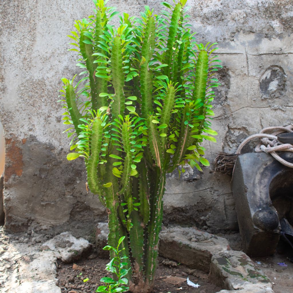 Euphorbia trigona - African milk tree