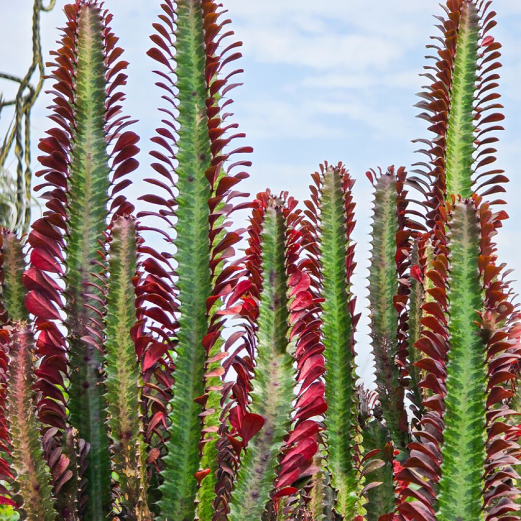 Euphorbia trigona f. rubra - African milk tree