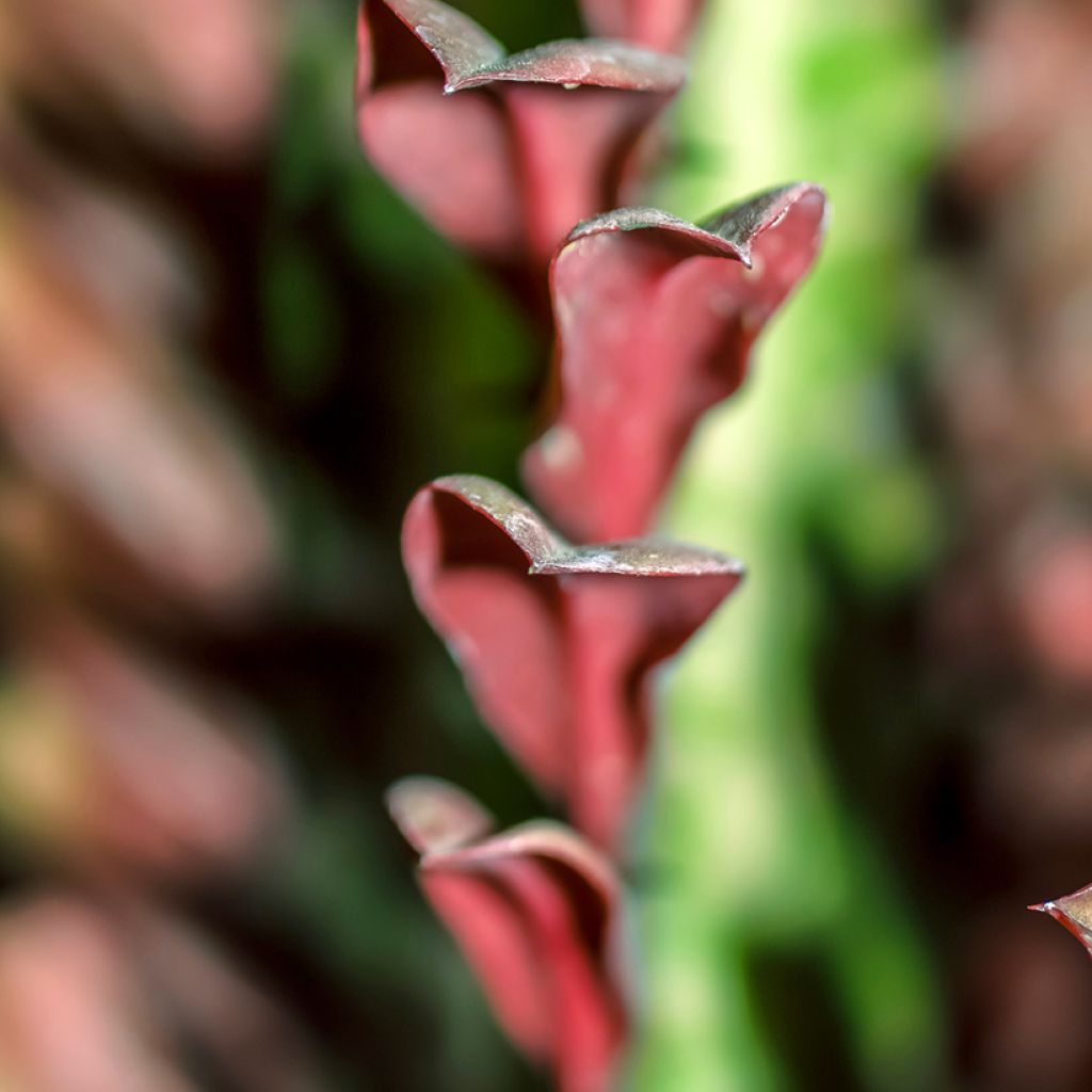 Euphorbia trigona f. rubra - African milk tree