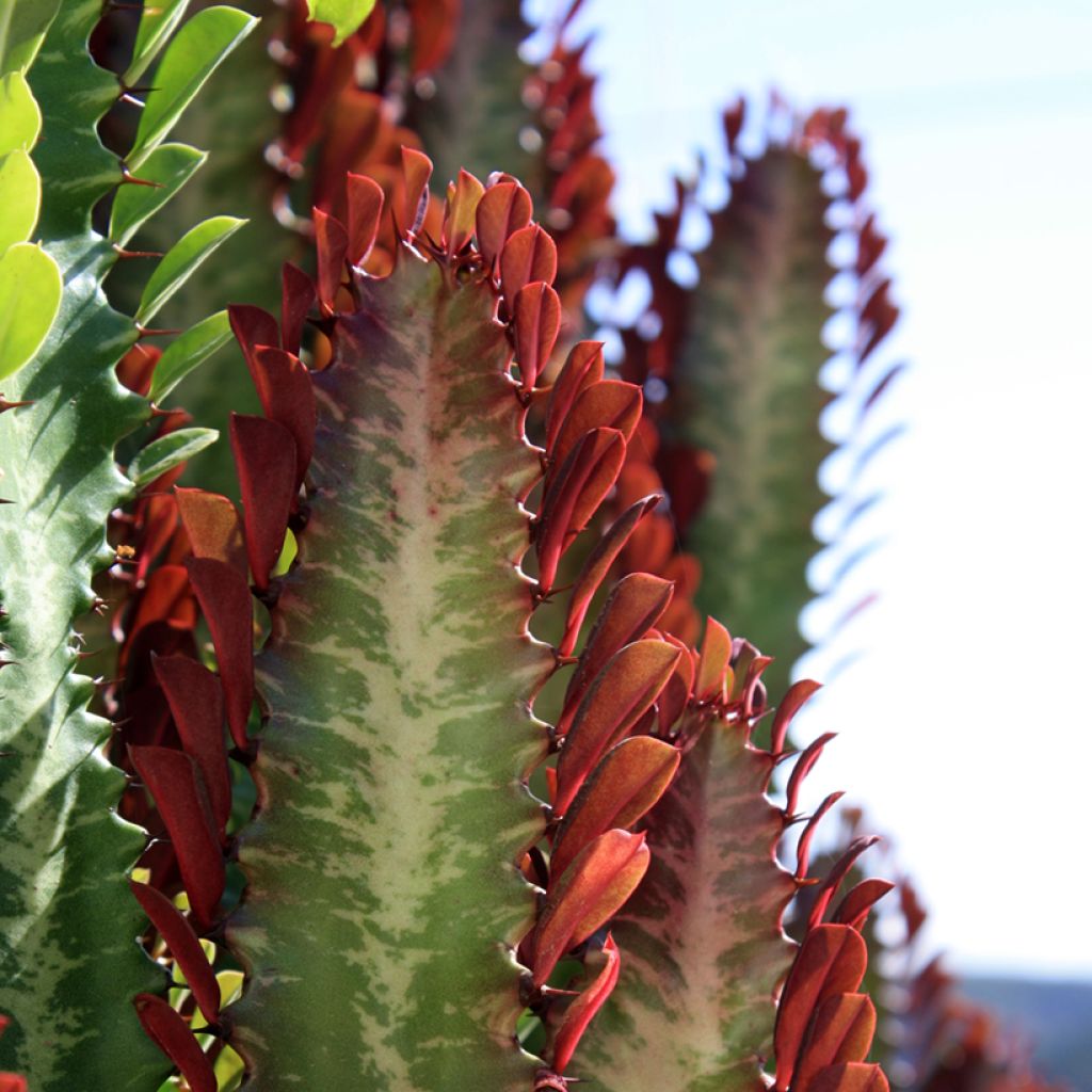 Euphorbia trigona f. rubra - African milk tree