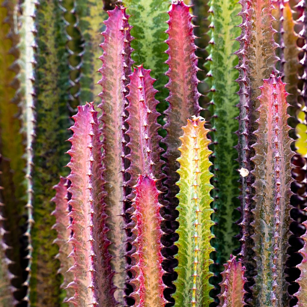 Euphorbia trigona f. rubra - African milk tree