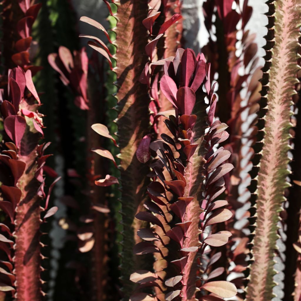 Euphorbia trigona f. rubra - African milk tree