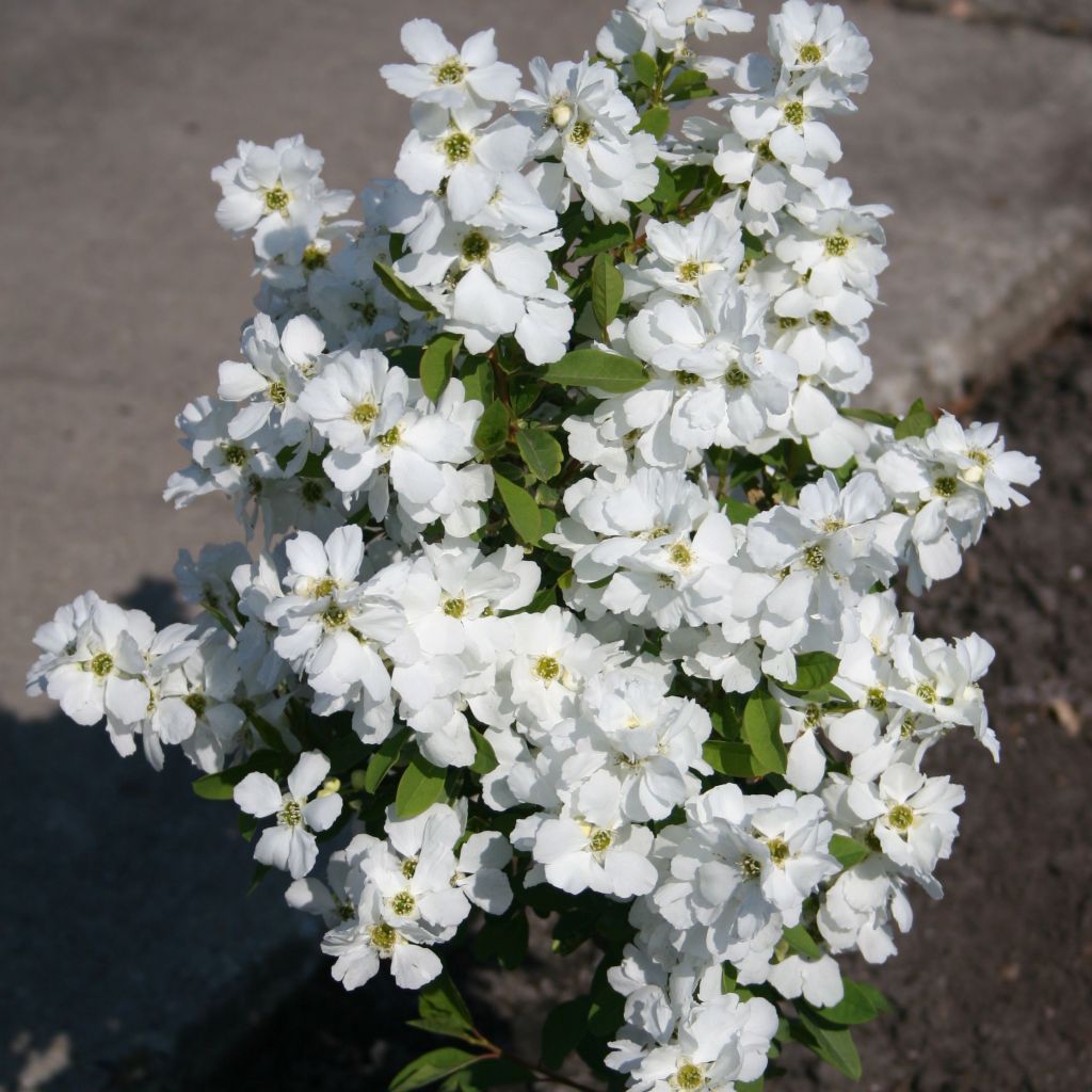 Exochorda racemosa Magical Springtime ® ('Kolmaspri')