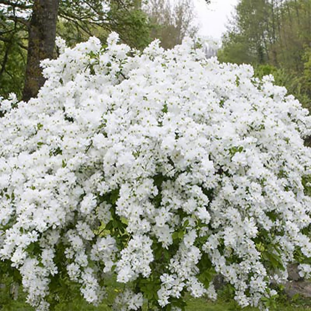 Exochorda racemosa Snow Mountain - Pearlbush