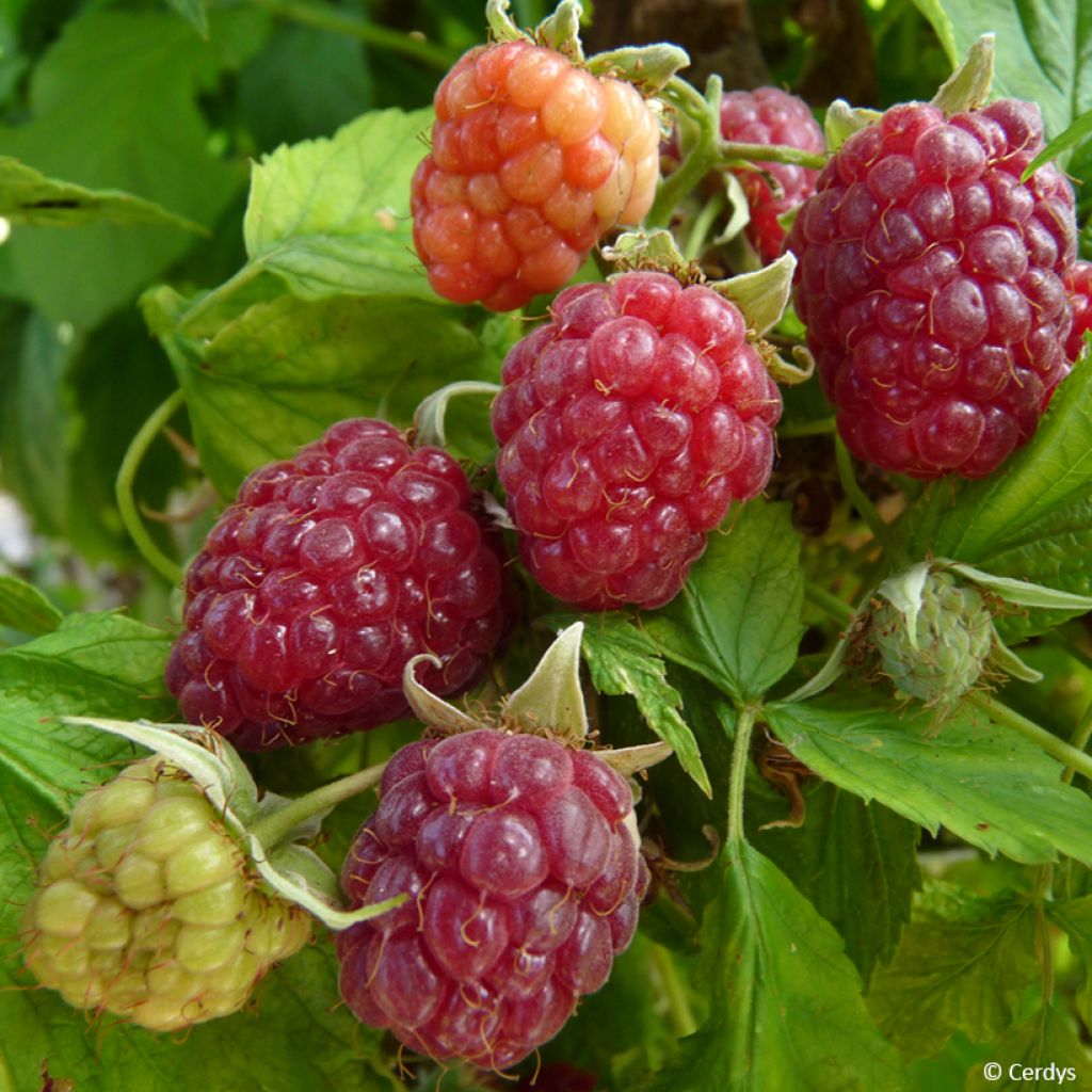 Rubus idaeus Primeberry 'Autumn Happy'