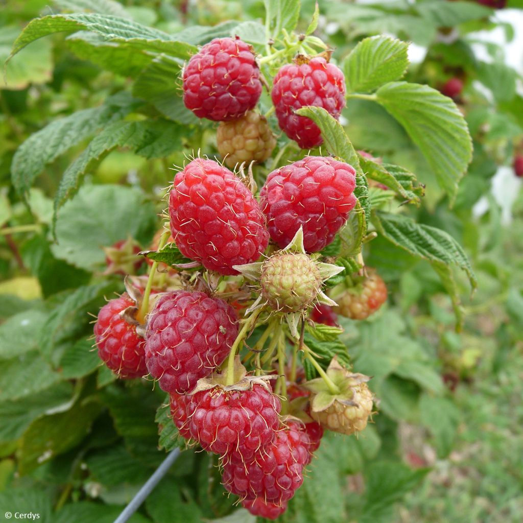 Raspberry Schlaraffia Plentiful - Rubus idaeus