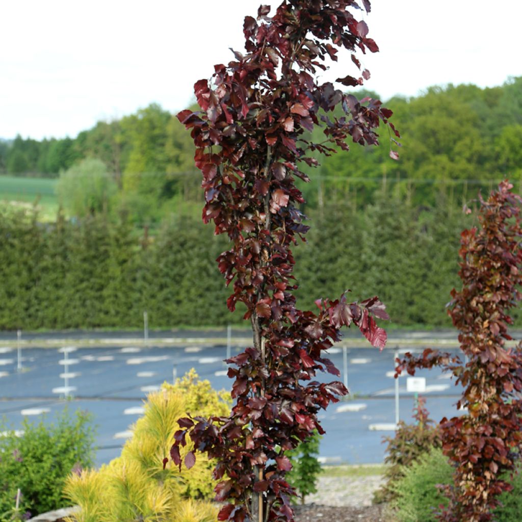 Fagus sylvatica Anny's Red Pillar