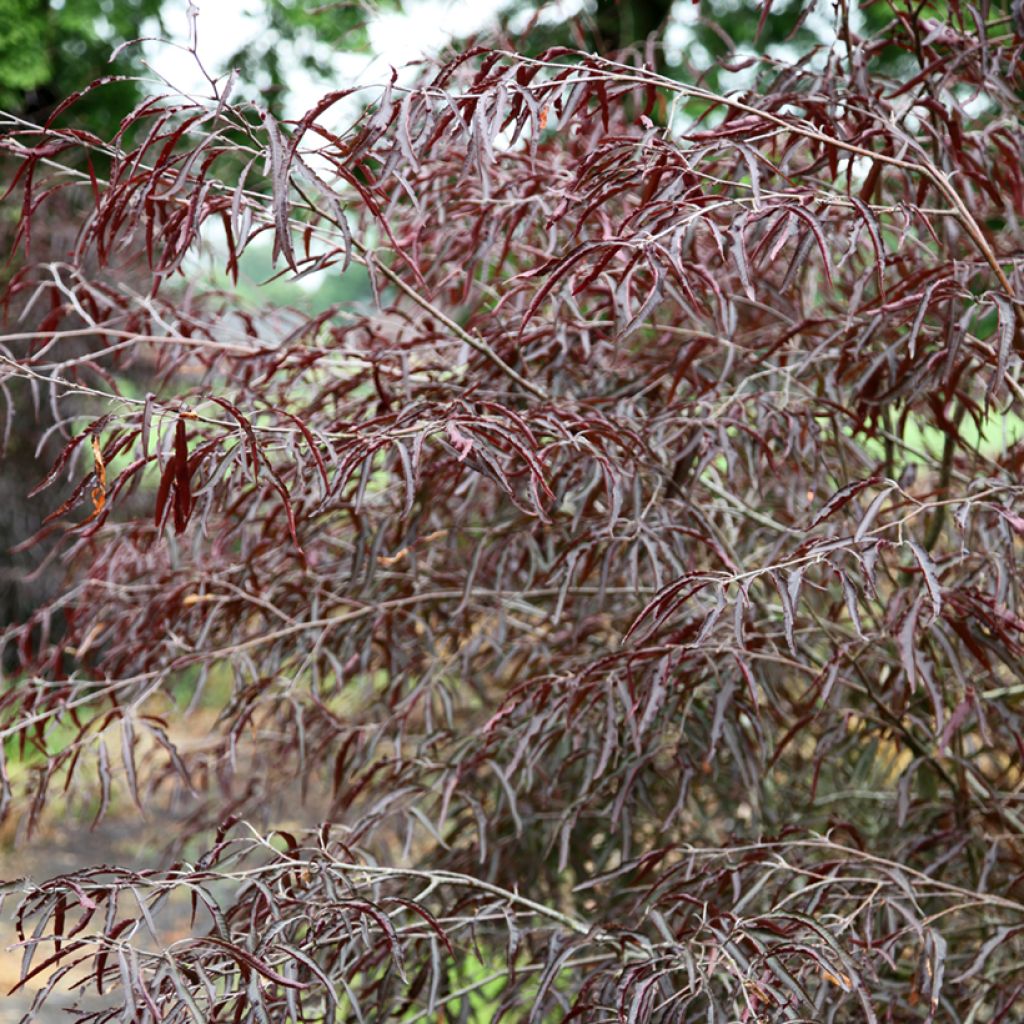 Fagus sylvatica Ansorgei - Beech