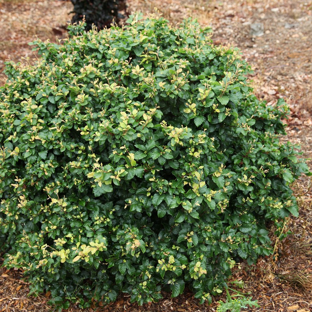 Fagus sylvatica Asterix