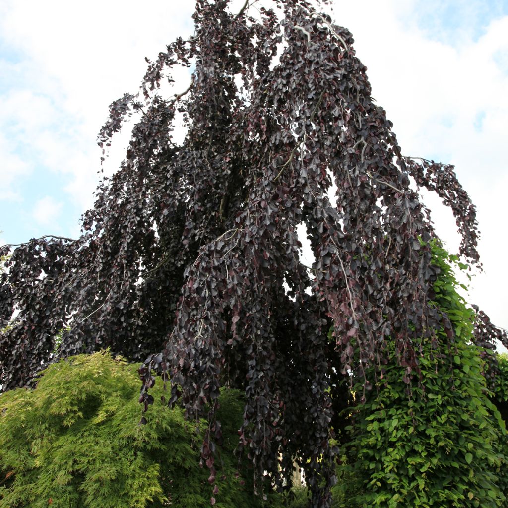 Fagus sylvatica Black Swan