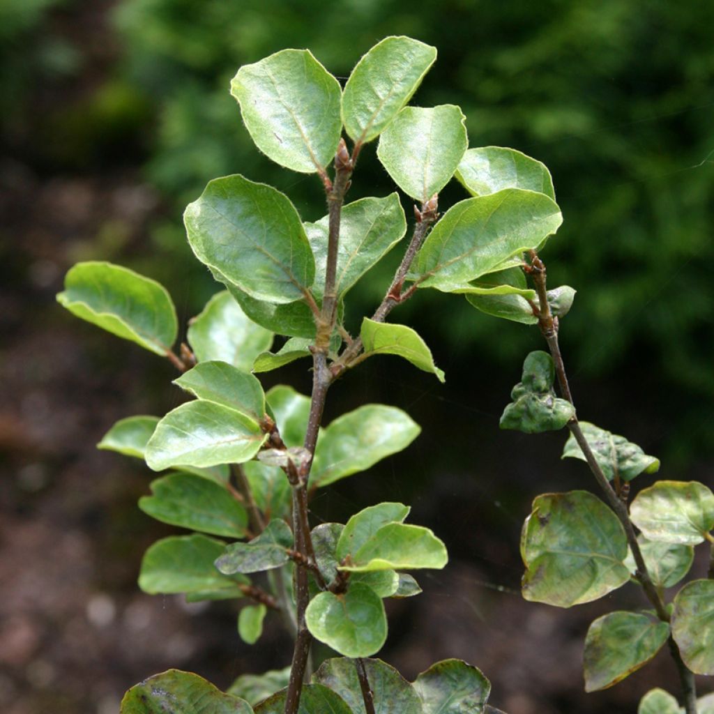 Fagus sylvatica Cockleshell