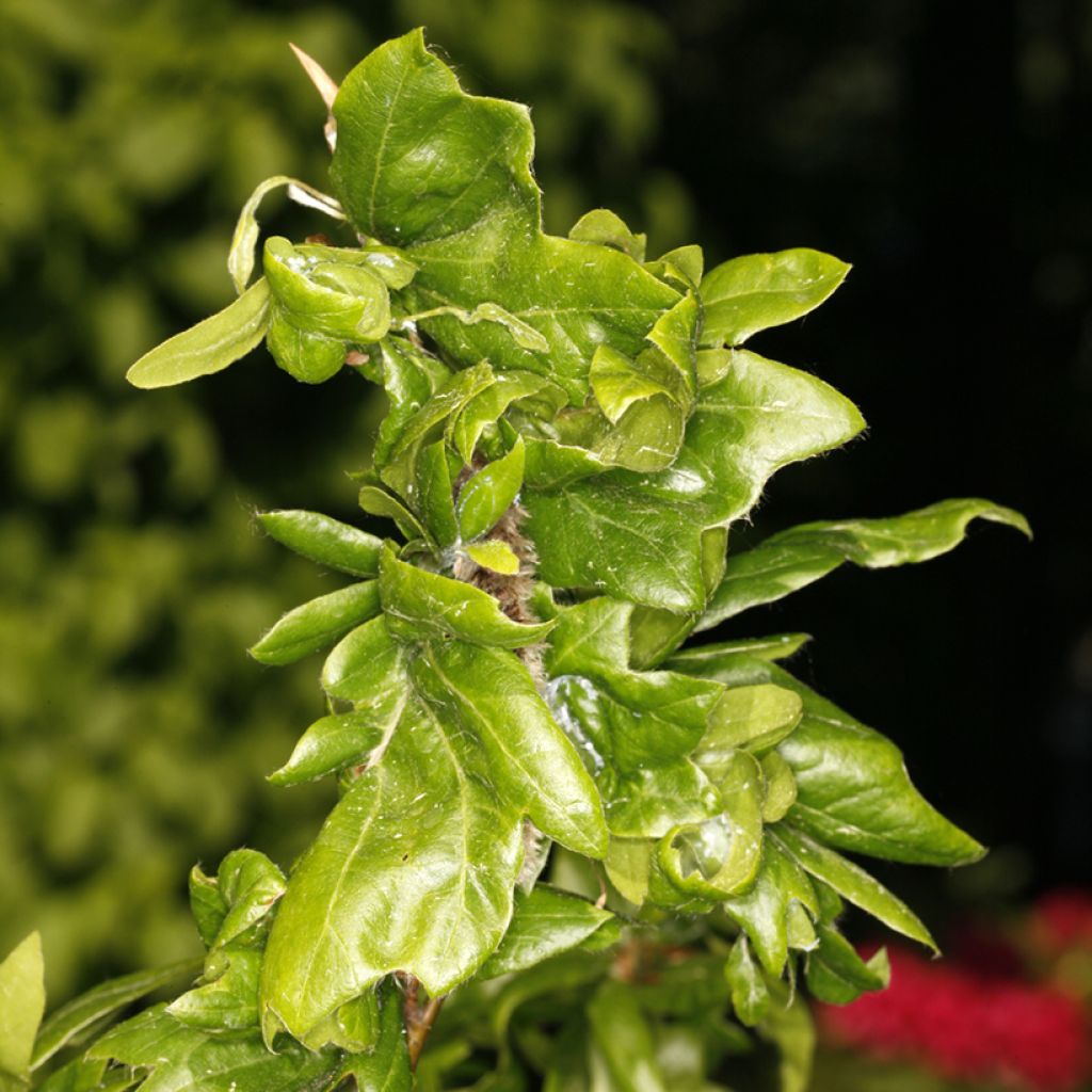 Fagus sylvatica Cristata