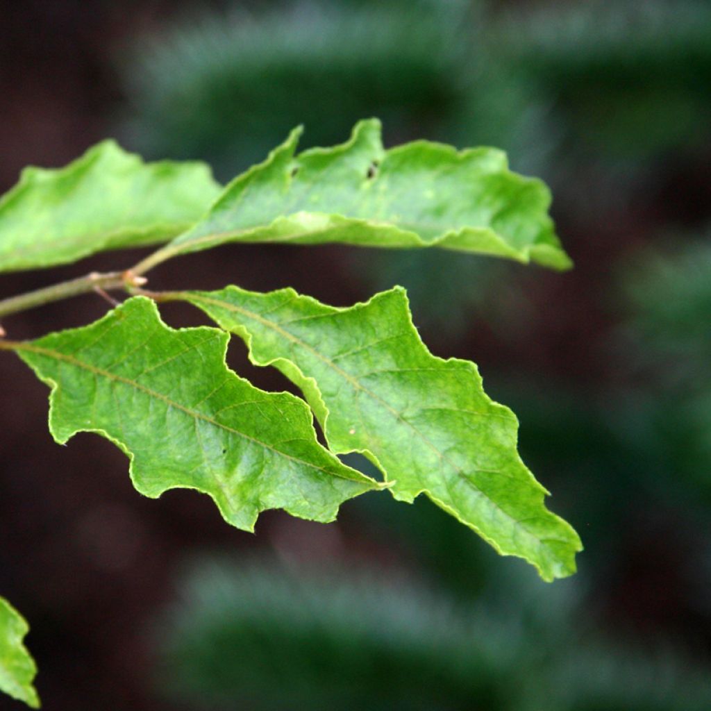 Fagus sylvatica Dentata