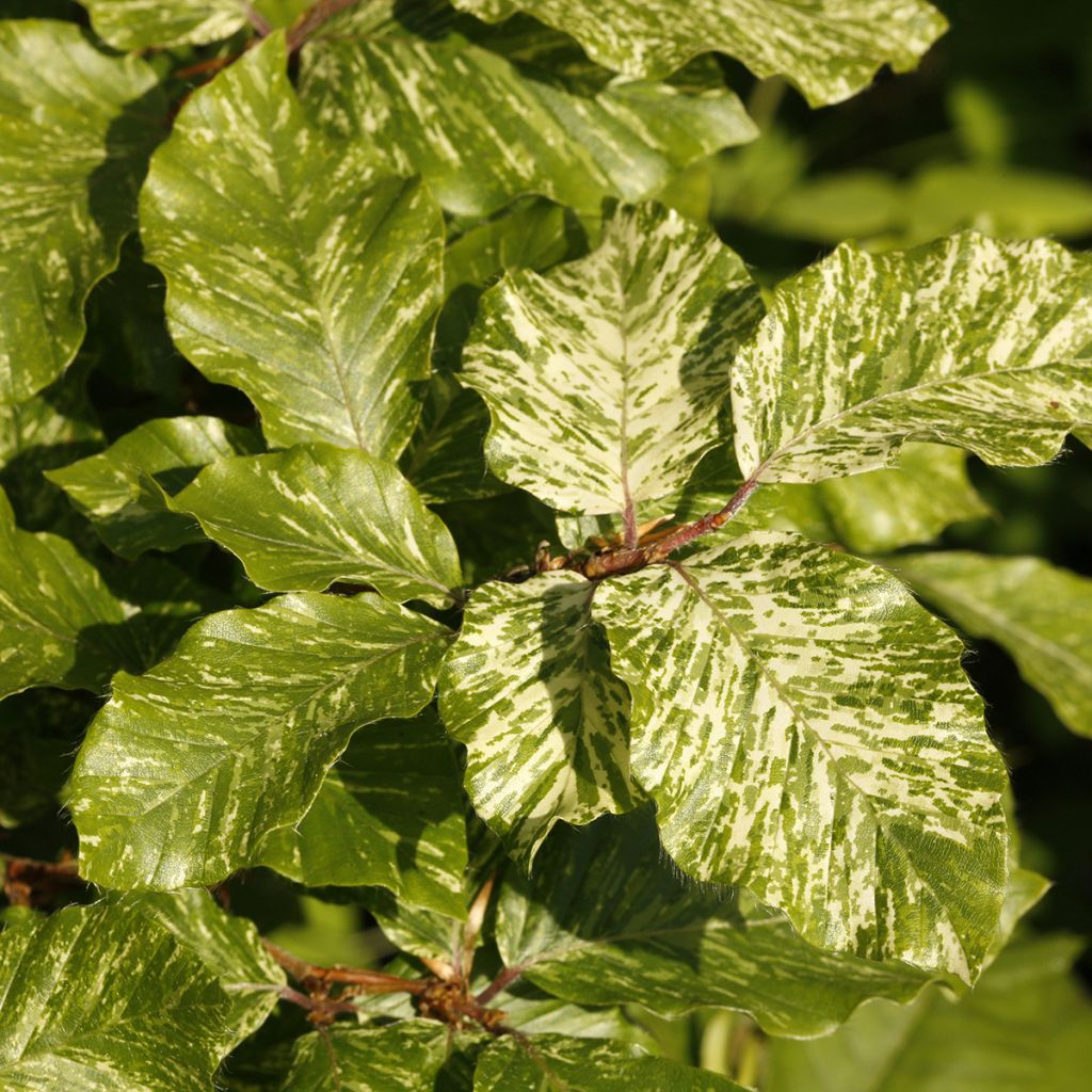 Fagus sylvatica Franken - Beech