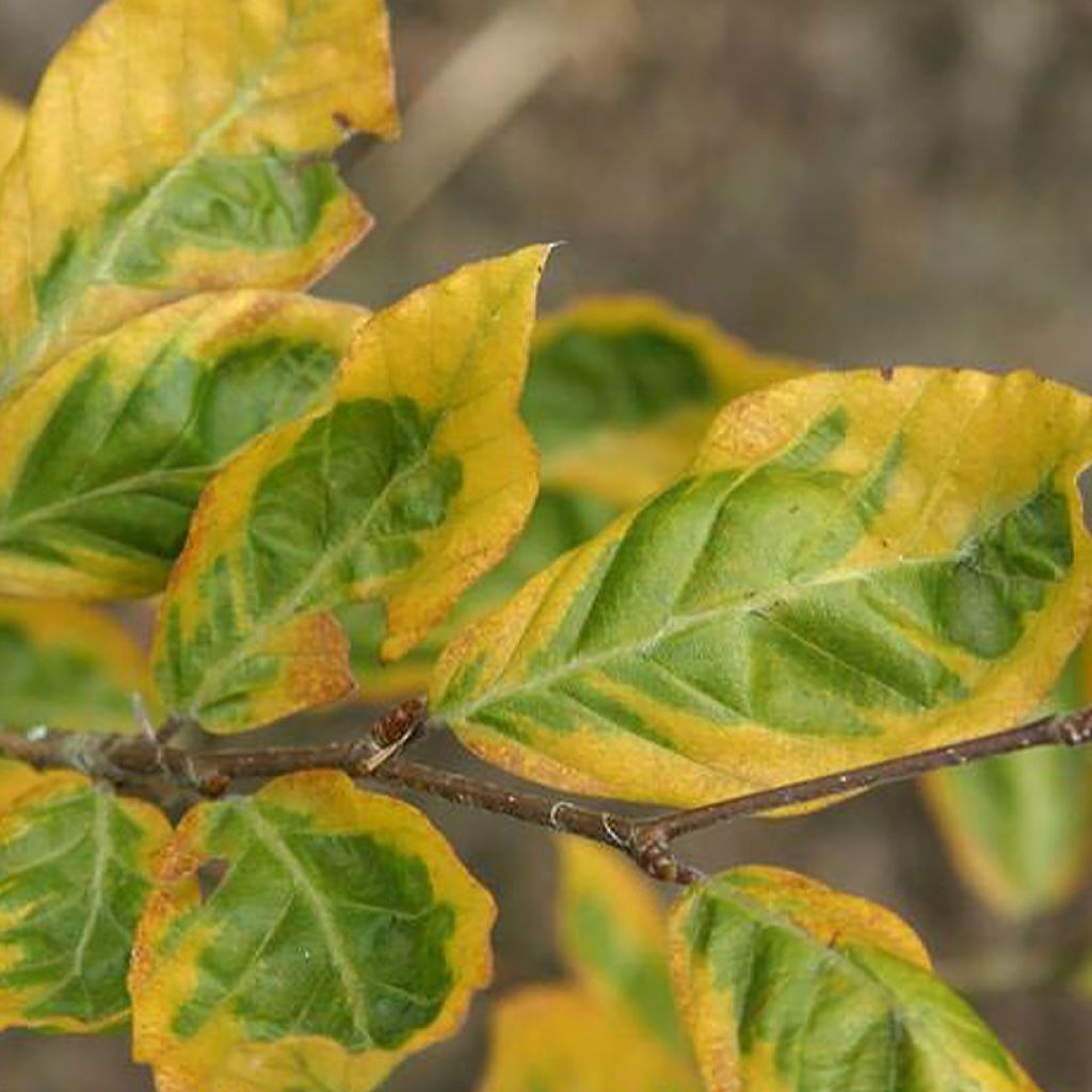 Fagus sylvatica Golden Edge