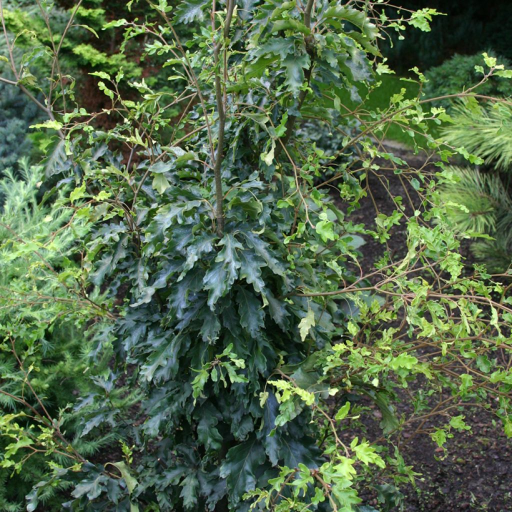 Fagus sylvatica Interrupta