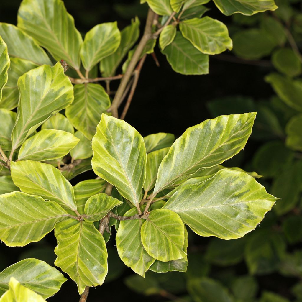 Fagus sylvatica Luteovariegata - Beech