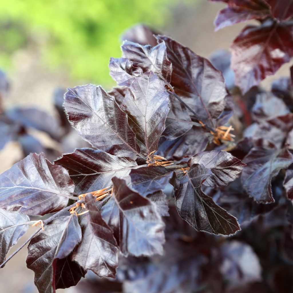 Fagus sylvatica Purpurea Nana