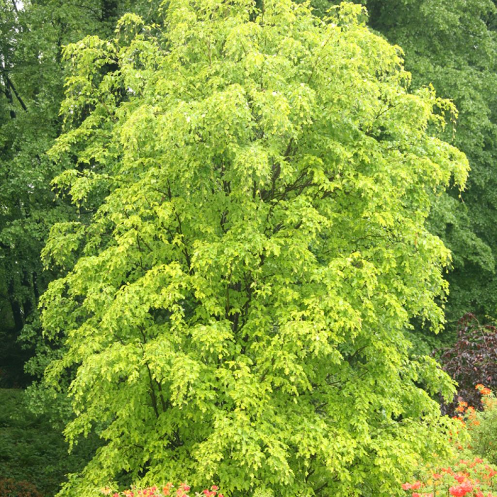 Fagus sylvatica Rohan Gold - Beech