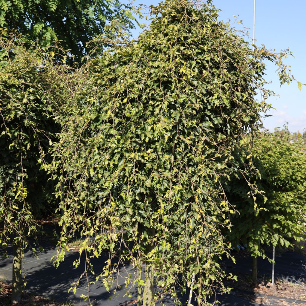 Fagus sylvatica Rohan Green Weeping