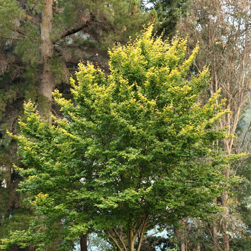 Fagus sylvatica Zlatia