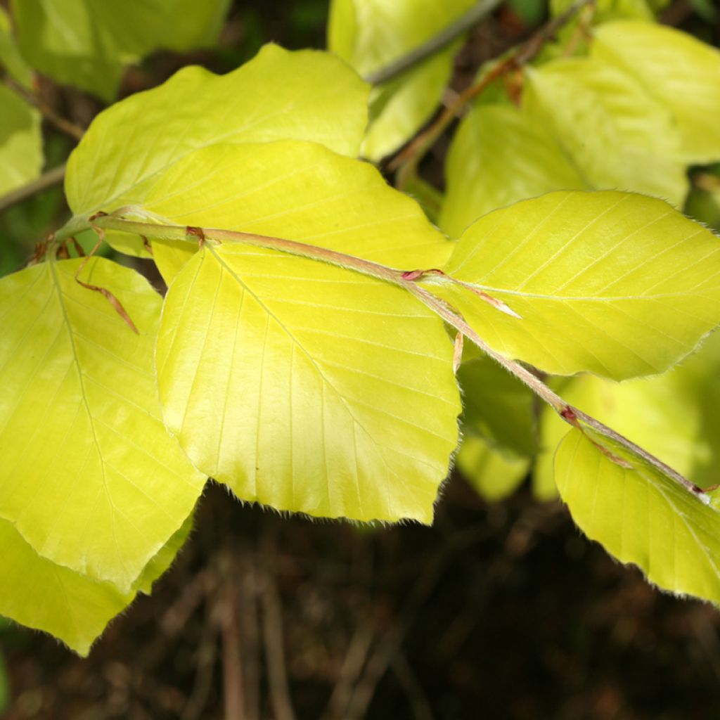 Fagus sylvatica Zlatia