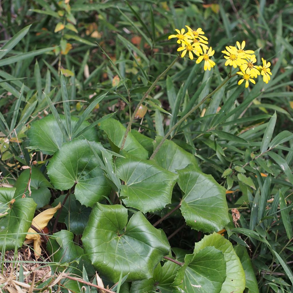 Farfugium japonicum - Plante panthère