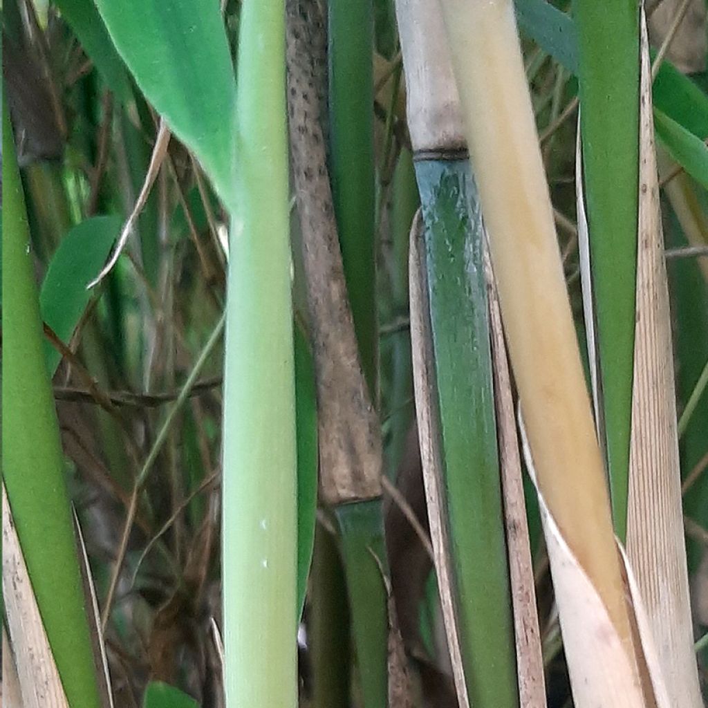 Fargesia murielae Ivory Ibis - Non-running bamboo