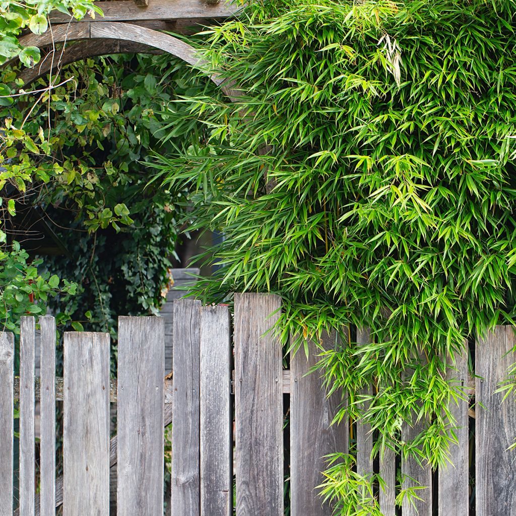 Fargesia robusta Pingwu - Non-running bamboo