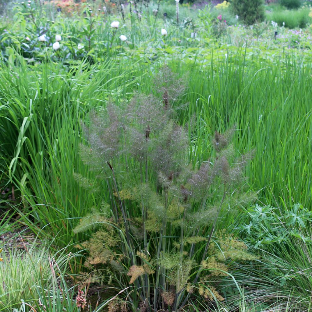 Foeniculum vulgare Giant Bronze - Bronze Fennel