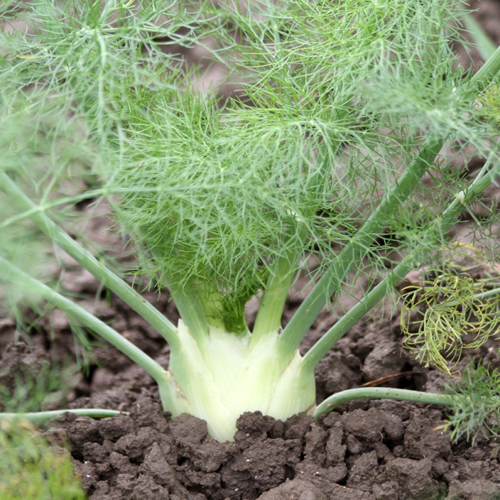 Fennel Tauro F1 plants - Foeniculum dulce