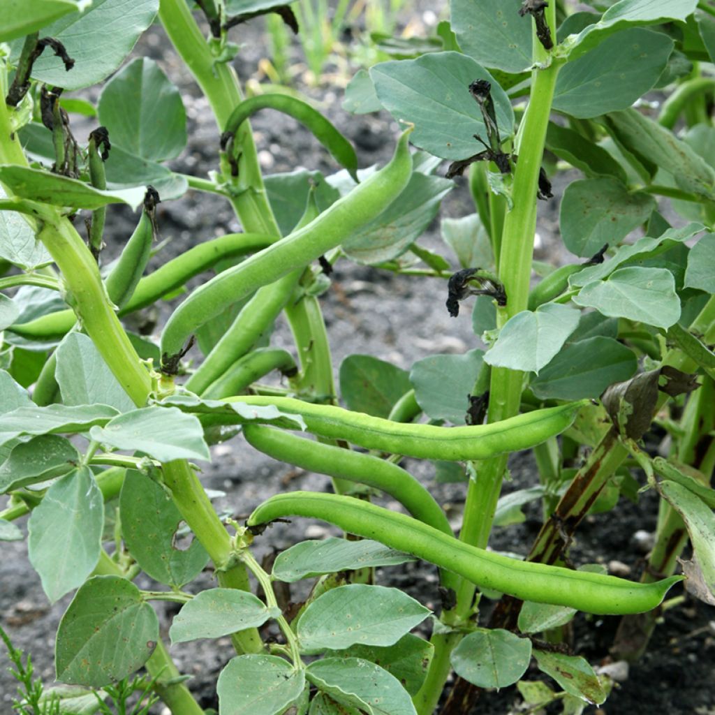 Broad Bean Aguadulce - Vilmorin Seeds