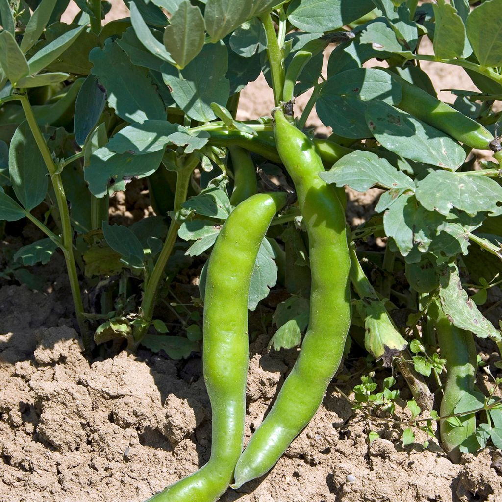 Broad Bean Aguadulce